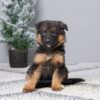 Image of Finley, a German Shepherd puppy