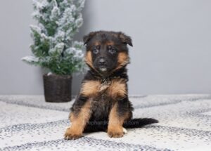 Image of Finley, a German Shepherd puppy