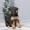 Image of Finley, a German Shepherd puppy