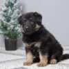 Image of Gabby, a German Shepherd puppy