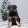 Image of Gabby, a German Shepherd puppy