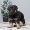 Image of Gabby, a German Shepherd puppy