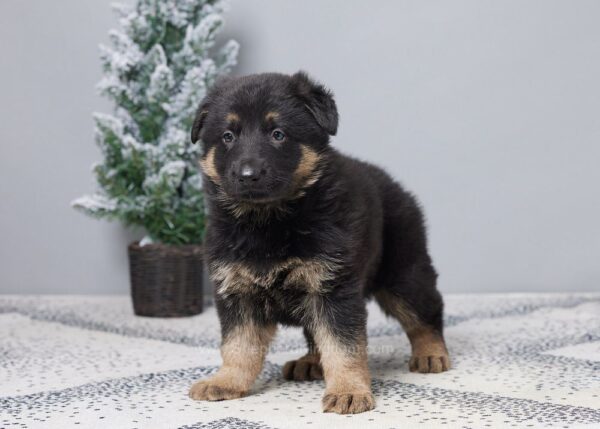 Image of Gabby, a German Shepherd puppy