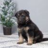 Image of Gina, a German Shepherd puppy