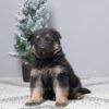 Image of Gina, a German Shepherd puppy