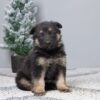 Image of Gina, a German Shepherd puppy