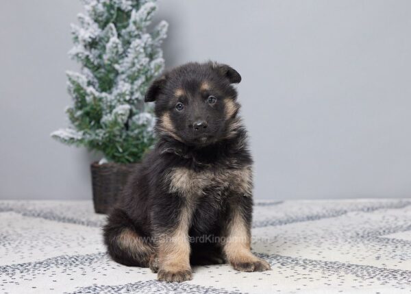 Image of Gina, a German Shepherd puppy