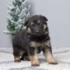 Image of Gina, a German Shepherd puppy