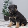 Image of Grace, a German Shepherd puppy