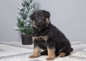 Image of Grace, a German Shepherd puppy