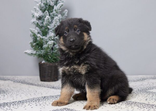 Image of Grace, a German Shepherd puppy