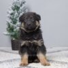 Image of Grace, a German Shepherd puppy