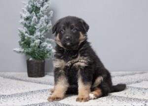 Image of Greta, a German Shepherd puppy