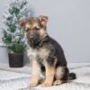 Image of Paisley, a German Shepherd puppy