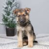 Image of Paisley, a German Shepherd puppy