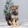 Image of Paisley, a German Shepherd puppy