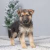 Image of Paisley, a German Shepherd puppy