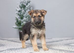 Image of Paisley, a German Shepherd puppy