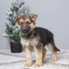 Image of Paisley, a German Shepherd puppy