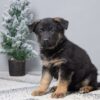 Image of Paris, a German Shepherd puppy