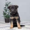 Image of Paris, a German Shepherd puppy