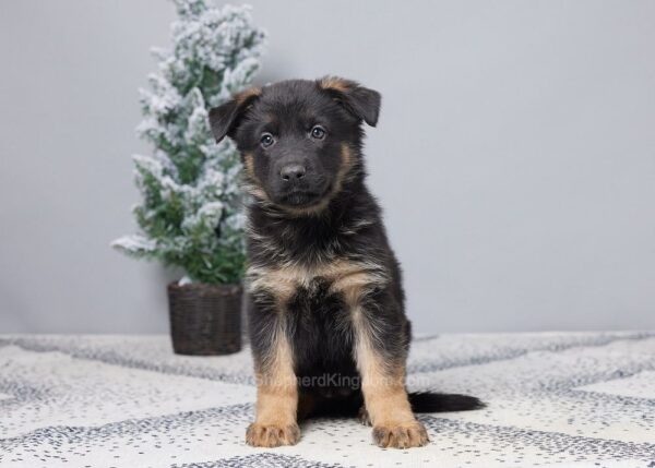 Image of Paris, a German Shepherd puppy