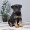 Image of Paris, a German Shepherd puppy