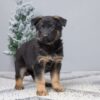 Image of Paris, a German Shepherd puppy