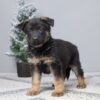 Image of Paris, a German Shepherd puppy