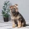 Image of Payton, a German Shepherd puppy