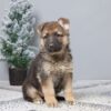 Image of Payton, a German Shepherd puppy