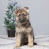 Image of Payton, a German Shepherd puppy