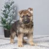 Image of Payton, a German Shepherd puppy