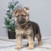 Image of Payton, a German Shepherd puppy