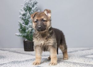 Image of Payton, a German Shepherd puppy