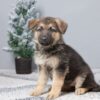 Image of Penelope, a German Shepherd puppy