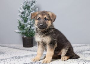 Image of Penelope, a German Shepherd puppy