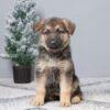 Image of Penelope, a German Shepherd puppy