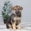 Image of Penelope, a German Shepherd puppy