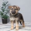 Image of Penelope, a German Shepherd puppy