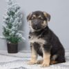 Image of Porter, a German Shepherd puppy