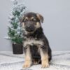 Image of Porter, a German Shepherd puppy