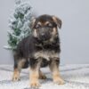 Image of Porter, a German Shepherd puppy