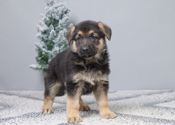 Image of Porter, a German Shepherd puppy