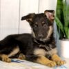 Image of Hailey, a German Shepherd puppy