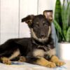 Image of Hailey, a German Shepherd puppy