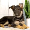 Image of Hailey, a German Shepherd puppy