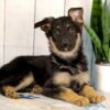 Image of Hailey, a German Shepherd puppy