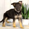 Image of Hailey, a German Shepherd puppy