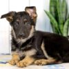 Image of Hailey, a German Shepherd puppy